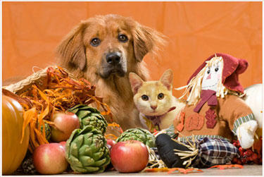 Thanksgiving Dos and Don’ts for Pets