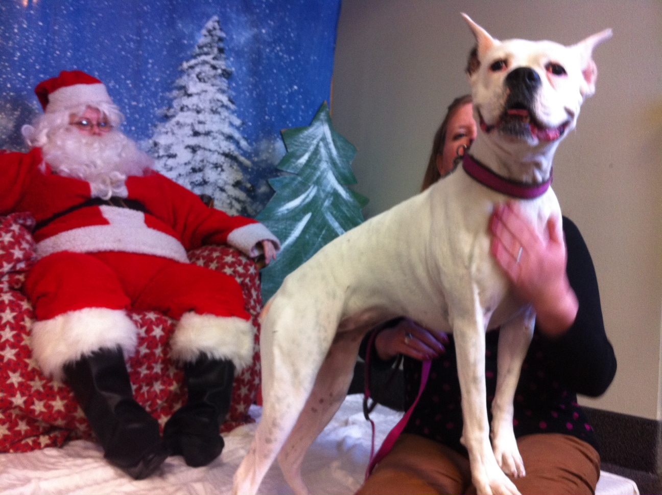 Doggies pose with Santa to benefit area rescue groups