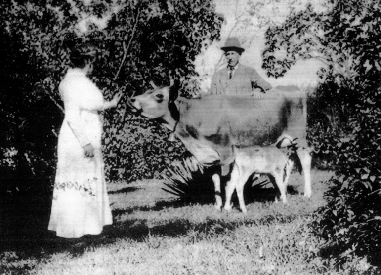 Edward and Elinor with a cow and calf.  Still in the front yard at Woodside in 1918.