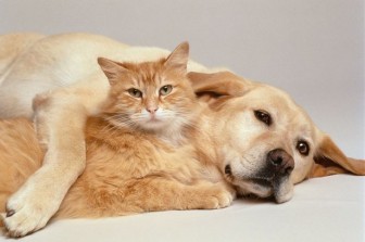A-cat-and-dog-together
