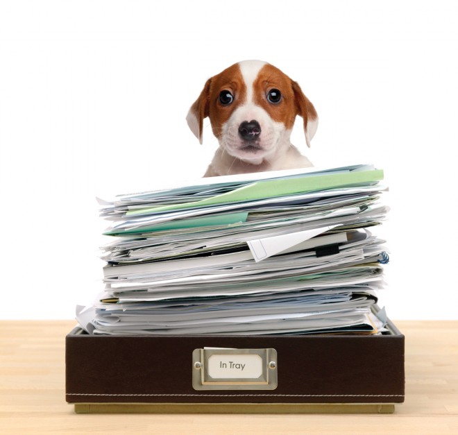 Bringing Your Pet to Work Isn’t Just Fun, It’s Healthful