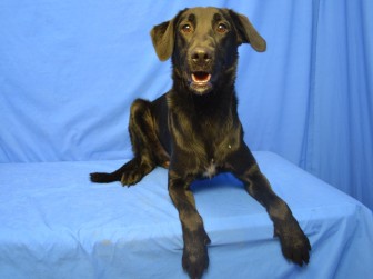 Dante the Lab mix is the 250th pet transferred to the APA this year. 
