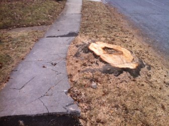 The sweet gum tree stump, on the 2300 block of High School Drive.