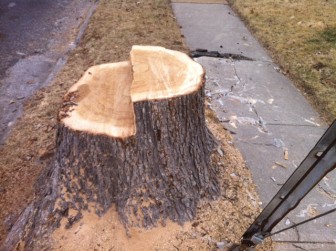 The swamp white oak stump, left from the removed 50-year-old tree.