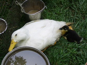Crippled ducks snuggling