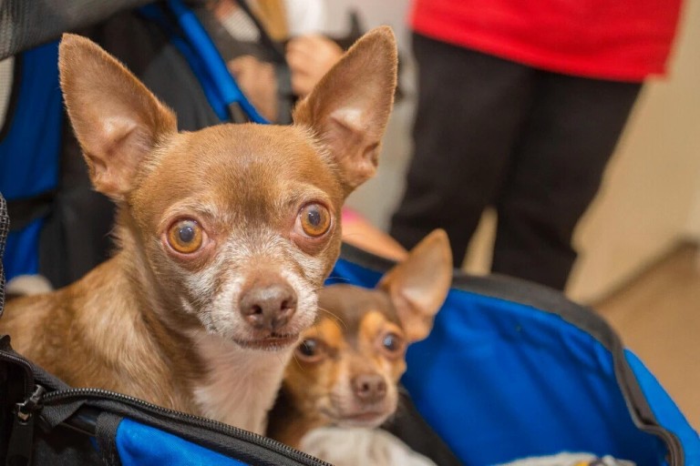 Come Enjoy a “Holiday Paws“ at the APA Adoption Center