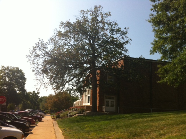The oak in 2014.