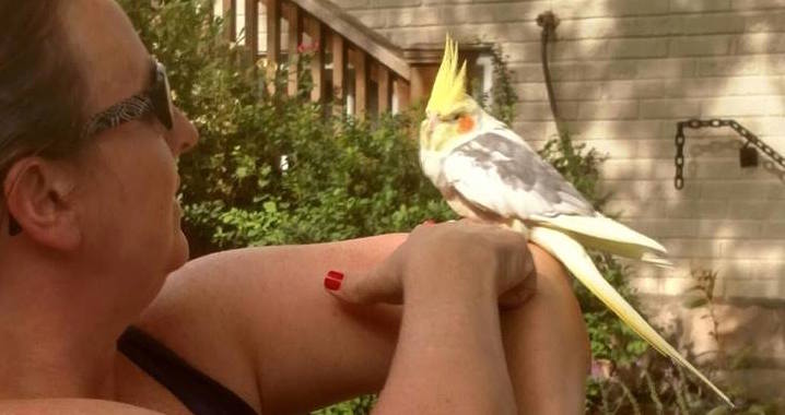 Someone found this cockatiel in Brentwood, more lost too