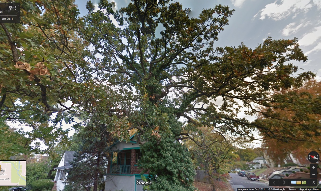 Aldermen report on meeting with resident whose oak was removed by city