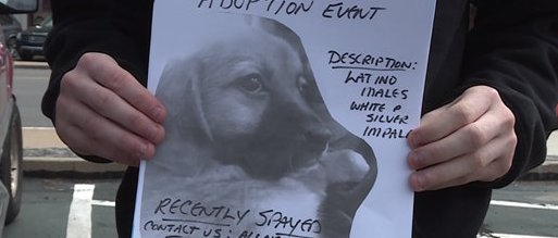 Puppy stolen at adoption event