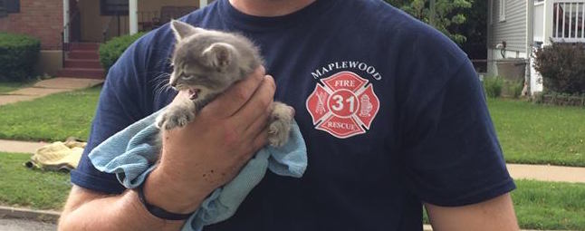 Firefighters rescue kitten from storm sewer