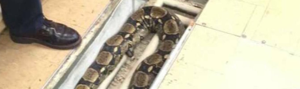 In the news: missing boa constrictor dominates; hippies, meat doughnuts too