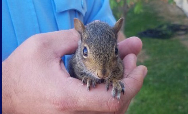 Maplewood Police on how to handle found baby wild animals