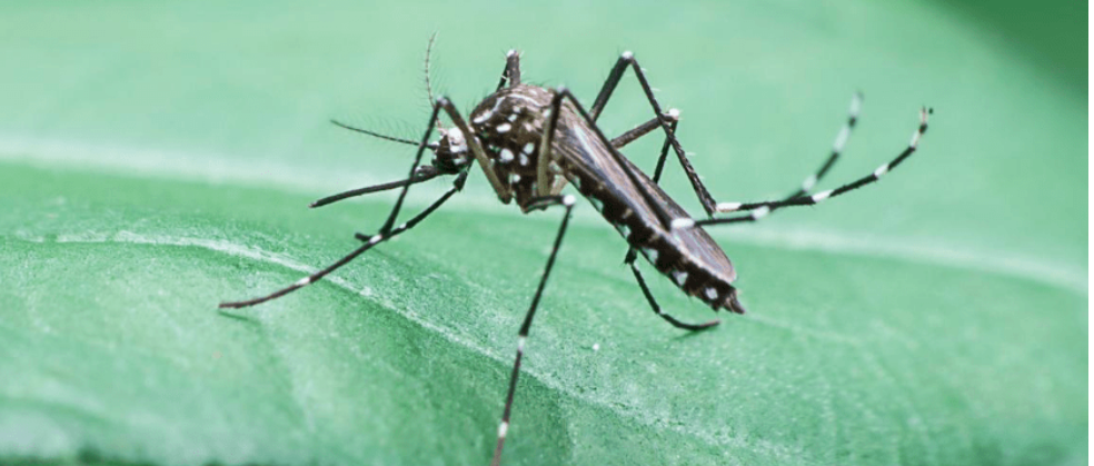 Mosquito spraying can be turned off by your house