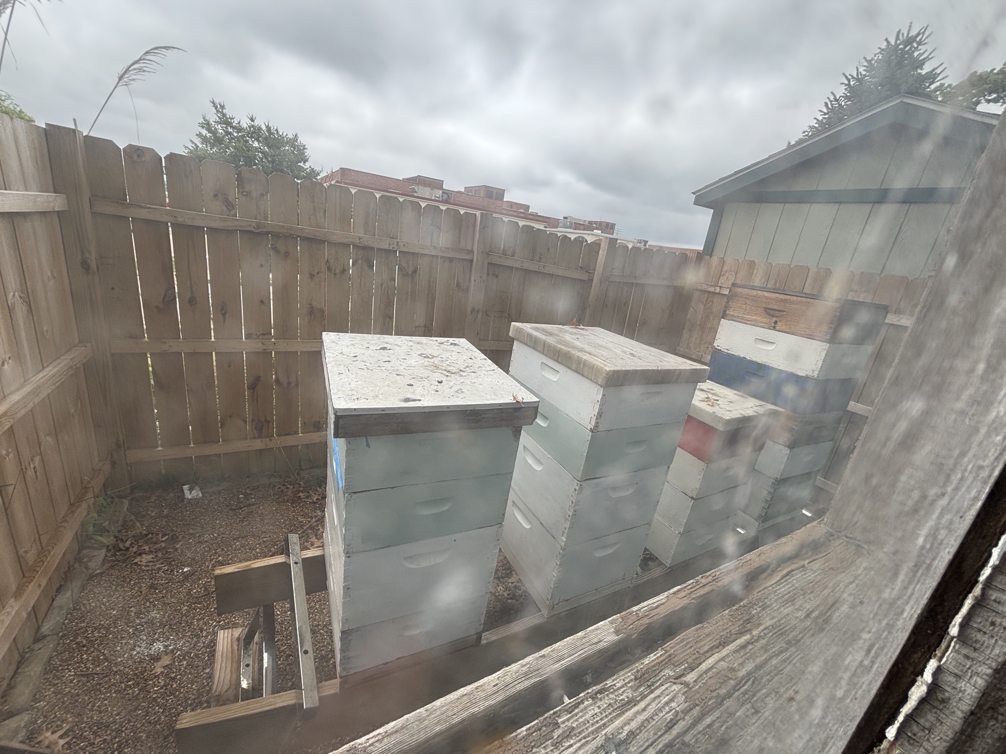 City Council considers ordinance for bee keeping, hears concerns from neighbors of hives